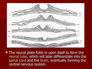 The neural plate folds in upon itself to form the  neural tube , which will later differentiate into the  spinal cord  and the  brain , eventually forming the central nervous system.  