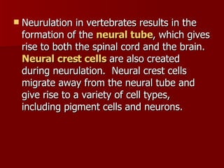 Neurulation in vertebrates results in the formation of the  neural tube , which gives rise to both the spinal cord and the brain.  Neural crest cells  are also created during neurulation.  Neural crest cells migrate away from the neural tube and give rise to a variety of cell types, including pigment cells and neurons.  