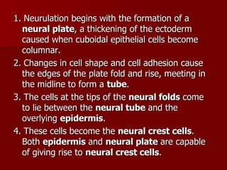 1. Neurulation begins with the formation of a  neural plate , a thickening of the ectoderm caused when cuboidal epithelial cells become columnar.  2. Changes in cell shape and cell adhesion cause the edges of the plate fold and rise, meeting in the midline to form a  tube . 3. The cells at the tips of the  neural folds  come to lie between the  neural tube  and the overlying  epidermis .  4. These cells become the  neural crest cells . Both  epidermis  and  neural plate  are capable of giving rise to  neural crest cells .  