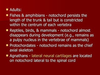 Adults:  Fishes & amphibians - notochord persists the length of the trunk & tail but is constricted within the centrum of each vertebra  Reptiles, birds, & mammals - notochord almost disappears during development (e.g., remains as a pulpy nucleus in the vertebrae of mammals)  Protochordates - notochord remains as the chief axial skeleton  Agnathans -  lateral neural cartilages  are located on notochord lateral to the spinal cord  