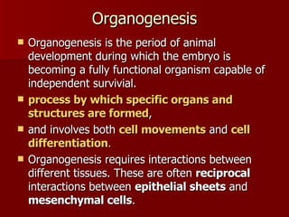 Organogenesis Organogenesis is the period of animal development during which the embryo is becoming a fully functional organism capable of independent survivial.  process by which specific organs and structures are formed ,  and involves both  cell movements  and  cell differentiation .  Organogenesis requires interactions between different tissues. These are often  reciprocal  interactions between  epithelial sheets  and  mesenchymal cells .  