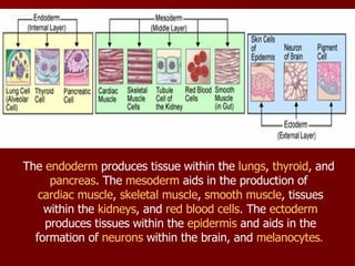 The  endoderm  produces tissue within the  lungs ,  thyroid , and  pancreas . The  mesoderm  aids in the production of  cardiac muscle ,  skeletal muscle ,  smooth muscle , tissues within the  kidneys , and  red blood cells . The  ectoderm  produces tissues within the  epidermis  and aids in the formation of  neurons  within the brain, and  melanocytes .  