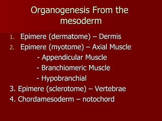 Organogenesis From the  mesoderm Epimere (dermatome) – Dermis Epimere (myotome) – Axial Muscle   - Appendicular Muscle - Branchiomeric Muscle - Hypobranchial  3. Epimere (sclerotome) – Vertebrae 4. Chordamesoderm – notochord 