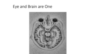 Eye and Brain are One
 