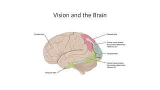 Vision and the Brain
 