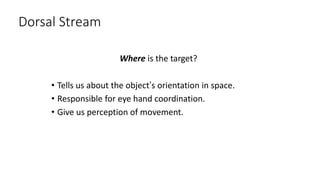 Dorsal Stream
Where is the target?
• Tells us about the object’s orientation in space.
• Responsible for eye hand coordination.
• Give us perception of movement.
 