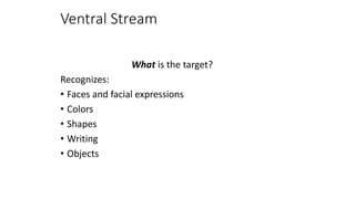 Ventral Stream
What is the target?
Recognizes:
• Faces and facial expressions
• Colors
• Shapes
• Writing
• Objects
 