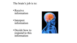 The brain’s job is to:
•Receive
information
•Interpret
information
•Decide how to
respond to this
information
 