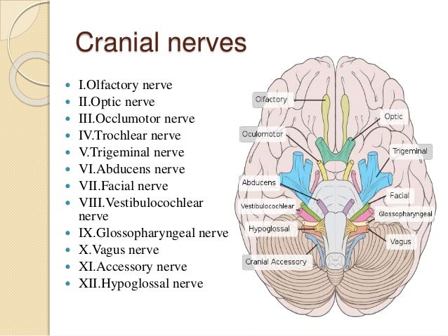 Lower Cranial Nerves