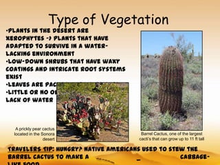 Type of Vegetation
•Plants in the desert are
xerophytes -> plants that have
adapted to survive in a water-
lacking environment
•Low-down shrubs that have waxy
coatings and intricate root systems
exist
•Leaves are packed with nutrients
•Little or no organic matter due to
lack of water



   A prickly pear cactus
  located in the Sonora                Barrel Cactus, one of the largest
                  desert              cacti’s that can grow up to 11 ft tall

TRAVELERS TIP: Hungry? Native Americans used to stew the
barrel cactus to make a               _            cabbage-
 