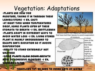 Vegetation: Adaptations
•Plants use dew for
moisture, taking it in through their
leaves/stems -> ex. Cacti
•At night time when temperatures
drop, some plants open up their
stomata to breath -> ex. Brittlebush
•Plants adapt in different ways to             Acacia trees in the Rajasthan Desert (India)
                                             that have lost their leaves to avoid evaporation
avoid water loss -> ex. Living stones                           of moisture       A closer
plant is mainly underground to                                                    view of the
escape sun’s radiation so it avoids                                               stomata
                                                                                  that helps
evaporation                                                                       some
•Ability to stand extremely hot                                                   plants to
                                                                                  breath at
weather                                                                           night by
•Some <- What the Saguaro cactus looksgrowth
       plants slow down like                                                      transportin
                                                                                  g gases in
rate to conserve moisture -> ex.                                                  and out
Saguaro cactus

              TRAVELERS TIP: Be sure to drink lots of water
 