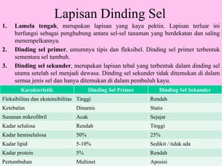 Lapisan Dinding Sel
1. Lamela tengah, merupakan lapisan yang kaya pektin. Lapisan terluar ini
berfungsi sebagai penghubung antara sel-sel tanaman yang berdekatan dan saling
menempelkannya.
2. Dinding sel primer, umumnya tipis dan fleksibel. Dinding sel primer terbentuk
sementara sel tumbuh.
3. Dinding sel sekunder, merupakan lapisan tebal yang terbentuk dalam dinding sel
utama setelah sel menjadi dewasa. Dinding sel sekunder tidak ditemukan di dalam
semua jenis sel dan hanya ditemukan di dalam pembuluh kayu.
Karakteristik Dinding Sel Primer Dinding Sel Sekunder
Fleksibilitas dan ekstensibilitas Tinggi Rendah
Ketebalan Dinamis Statis
Susunan mikrofibril Acak Sejajar
Kadar selulosa Rendah Tinggi
Kadar hemiselulosa 50% 25%
Kadar lipid 5-10% Sedikit / tidak ada
Kadar protein 5% Rendah
Pertumbuhan Multinet Aposisi
 