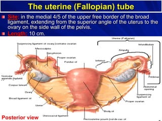 Dr. Gamal Said 10
The uterine (Fallopian) tube
! Site: in the medial 4/5 of the upper free border of the broad
ligament, extending from the superior angle of the uterus to the
ovary on the side wall of the pelvis.
! Length: 10 cm.
Posterior view
 