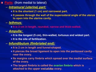 Dr. Gamal Said 11
! Parts: (from medial to lateral)
–  Intramural (uterine) part:
! It is the shortest (1 cm) and narrowest part.
! It passes through the wall of the superoateral angle of the uterus
to open into the uterine cavity.
–  Isthmus:
! It is 2 cm in length, rounded, narrow and thick-walled.
–  Ampulla:
! It is the longest (5 cm), thin-walled, tortuous and widest part.
! It is the site of fertilization.
–  Infundibulum (fimbriated end):
! It is 2 cm in length and funnel-shaped.
! It pierces the broad ligament to open into the peritoneal cavity
near the ovary.
! Its margins carry fimbria which spread over the medial surface
of the ovary.
! The largest fimbria is called the ovarian fimbria which is
attached to the upper end of the ovary.
 