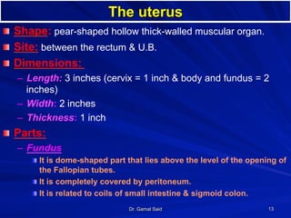 Dr. Gamal Said 13
The uterus
! Shape: pear-shaped hollow thick-walled muscular organ.
! Site: between the rectum & U.B.
! Dimensions:
–  Length: 3 inches (cervix = 1 inch & body and fundus = 2
inches)
–  Width: 2 inches
–  Thickness: 1 inch
! Parts:
–  Fundus
! It is dome-shaped part that lies above the level of the opening of
the Fallopian tubes.
! It is completely covered by peritoneum.
! It is related to coils of small intestine & sigmoid colon.
 