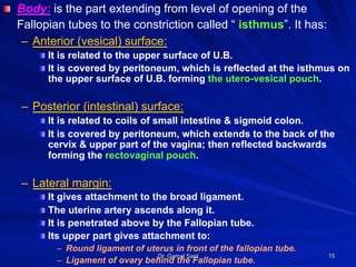 Dr. Gamal Said 15
! Body: is the part extending from level of opening of the
Fallopian tubes to the constriction called “ isthmus”. It has:
–  Anterior (vesical) surface:
! It is related to the upper surface of U.B.
! It is covered by peritoneum, which is reflected at the isthmus on
the upper surface of U.B. forming the utero-vesical pouch.
–  Posterior (intestinal) surface:
! It is related to coils of small intestine & sigmoid colon.
! It is covered by peritoneum, which extends to the back of the
cervix & upper part of the vagina; then reflected backwards
forming the rectovaginal pouch.
–  Lateral margin:
! It gives attachment to the broad ligament.
! The uterine artery ascends along it.
! It is penetrated above by the Fallopian tube.
! Its upper part gives attachment to:
–  Round ligament of uterus in front of the fallopian tube.
–  Ligament of ovary behind the Fallopian tube.
 