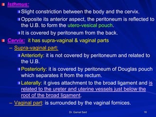 Dr. Gamal Said 16
! Isthmus:
! Slight constriction between the body and the cervix.
! Opposite its anterior aspect, the peritoneum is reflected to
the U.B. to form the utero-vesical pouch.
! It is covered by peritoneum from the back.
! Cervix: it has supra-vaginal & vaginal parts
–  Supra-vaginal part:
! Anteriorly: it is not covered by peritoneum and related to
the U.B.
! Posteriorly: it is covered by peritoneum of Douglas pouch
which separates it from the rectum.
! Laterally: it gives attachment to the broad ligament and is
related to the ureter and uterine vessels just below the
root of the broad ligament.
–  Vaginal part: is surrounded by the vaginal fornices.
 