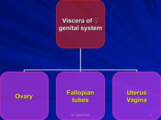 Dr. Gamal Said 2
Viscera of ♀
genital system
Ovary
Fallopian
tubes
Uterus
Vagina
 