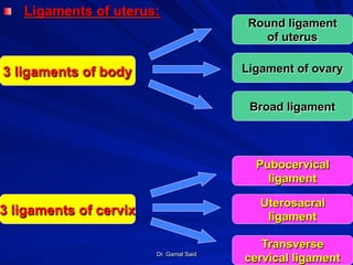 Dr. Gamal Said 22
! Ligaments of uterus:
Round ligament
of uterus
Ligament of ovary
Broad ligament
Pubocervical
ligament
Uterosacral
ligament
Transverse
cervical ligament
3 ligaments of body
3 ligaments of cervix
 