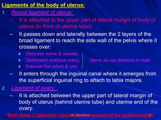 Dr. Gamal Said 23
Ligaments of the body of uterus:
1.  Round ligament of uterus:
–  It is attached to the upper part of lateral margin of body of
uterus (in front of uterine tube).
–  It passes down and laterally between the 2 layers of the
broad ligament to reach the side wall of the pelvis where it
crosses over:
! Obturator nerve & vessels.
! Obliterated umbilical artery. Same as vas deferens in male
! External iliac artery & vein.
–  It enters through the inguinal canal where it emerges from
the superficial inguinal ring to attach to labia majora.
2.  Ligament of ovary:
–  It is attached between the upper part of lateral margin of
body of uterus (behind uterine tube) and uterine end of the
ovary.
“Both these 2 ligaments represents the remnant of the gubernaculum”
 