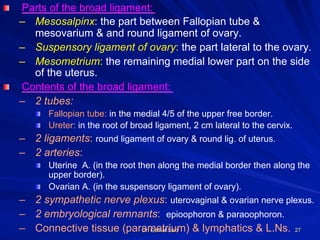 Dr. Gamal Said 27
! Parts of the broad ligament:
–  Mesosalpinx: the part between Fallopian tube &
mesovarium & and round ligament of ovary.
–  Suspensory ligament of ovary: the part lateral to the ovary.
–  Mesometrium: the remaining medial lower part on the side
of the uterus.
! Contents of the broad ligament:
–  2 tubes:
! Fallopian tube: in the medial 4/5 of the upper free border.
! Ureter: in the root of broad ligament, 2 cm lateral to the cervix.
–  2 ligaments: round ligament of ovary & round lig. of uterus.
–  2 arteries:
! Uterine A. (in the root then along the medial border then along the
upper border).
! Ovarian A. (in the suspensory ligament of ovary).
–  2 sympathetic nerve plexus: uterovaginal & ovarian nerve plexus.
–  2 embryological remnants: epioophoron & paraoophoron.
–  Connective tissue (parametrium) & lymphatics & L.Ns.
 