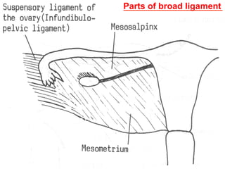 Dr. Gamal Said 28
Parts of broad ligament
 