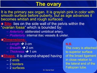 Dr. Gamal Said 3
The ovary
It is the primary sex organ. It is grayish pink in color with
smooth surface before puberty, but as age advances it
becomes whitish and rough surfaced.
! Site: lies on the side wall of the pelvis within the
“ovarian fossa” which is bounded by:
–  Anteriorly: obliterated umbilical artery.
–  Posteriorly: internal iliac vessels & ureter.
! Dimensions:
–  Length è 3 cm
–  Breadth è 2 cm
–  Thickness è 1 cm
! Shape: it is almond-shaped having
–  2 ends
–  2 borders
–  2 surfaces
N.B.
The ovary is attached
to superior surface
of the broad ligament
in close relation to
the lateral end of the
Fallopian tube.
 