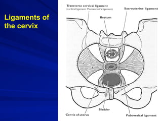 Dr. Gamal Said 31
Ligaments of
the cervix
 