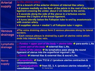 Dr. Gamal Said 34
Arterial
supply
by the uterine artery:
! It is a branch of the anterior division of internal iliac artery.
! It passes medially on the floor of the pelvis in the root of the broad
ligament crossing the ureter, about 2 cm lateral to the cervix.
! It ascends along the side of the uterus in a tortuous course
between the 2 layers of the broad ligament.
! It turns laterally below the Fallopian tube to end by anastomosis
with ovarian artery.
! It supplies: uterus + medial ¾ of Fallopian tube + vagina.
Venous
drainage
! The veins draining uterus form 2 venous plexuses along its lateral
borders.
! Each venous plexus is drained by a pair of uterine veins which
ends into internal iliac vein.
Lymphatic
drainage
q  Fundus + upper part of the body + uterine tube è para-aortic L.Ns
q  Lower part of the body è external iliac L.Ns.
q  Cornu of the uterus è its lymphatics pass along the round
ligament of uterus into the superficial inguinal L.Ns.
q  Cervix è internal iliac & external iliac & sacral L.Ns.
Nerve
supply
q Sympathetic è from T12 & L1 (produce uterine contraction &
vasoconstriction).
q  Parasympathetic è from S2, 3, 4. (produce uterine relaxation &
vasodilatation).
 