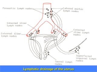 Dr. Gamal Said 36Lymphatic drainage of the uterus
 