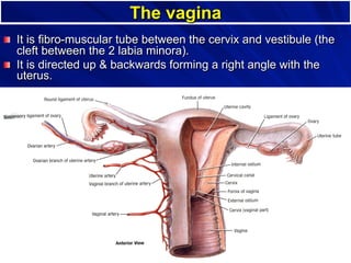 Dr. Gamal Said 37
The vagina
! It is fibro-muscular tube between the cervix and vestibule (the
cleft between the 2 labia minora).
! It is directed up & backwards forming a right angle with the
uterus.
 