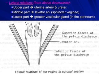 Dr. Gamal Said 41
–  Lateral relations (from above downwards):
! Upper part è uterine artery & ureter.
! Middle part è levator ani (sphincter vaginae).
! Lower part è greater vestibular gland (in the perineum).
 