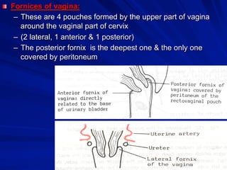 Dr. Gamal Said 42
! Fornices of vagina:
–  These are 4 pouches formed by the upper part of vagina
around the vaginal part of cervix
–  (2 lateral, 1 anterior & 1 posterior)
–  The posterior fornix is the deepest one & the only one
covered by peritoneum
 