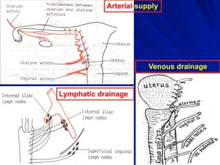 Dr. Gamal Said 44
Arterial supply
Venous drainage
Lymphatic drainage
 