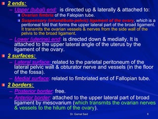 Dr. Gamal Said 6
! 2 ends:
–  Upper (tubal) end: is directed up & laterally & attached to:
! Ovarian fimbria of the Falopian tube.
! Suspensory (infundibulo-pelvic) ligament of the ovary, which is a
peritoneal fold that forms the upper lateral part of the broad ligament.
It transmits the ovarian vessels & nerves from the side wall of the
pelvis to the broad ligament.
–  Lower (uterine) end: is directed down & medially. It is
attached to the upper lateral angle of the uterus by the
ligament of the ovary.
! 2 surfaces:
–  Lateral surface: related to the parietal peritoneum of the
lateral pelvic wall & obturator nerve and vessels (in the floor
of the fossa).
–  Medial surface: related to fimbriated end of Fallopian tube.
! 2 borders:
–  Posterior border: free.
–  Anterior border: attached to the upper lateral part of broad
ligament by mesovarium (which transmits the ovarian nerves
& vessels to the hilum of the ovary).
 