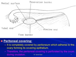 Dr. Gamal Said 7
! Peritoneal covering:
–  It is completely covered by peritoneum which adheres to the
ovary forming its covering epithelium.
–  Therefore, the peritoneal covering is perforated by the ovum
during ovulation.
 