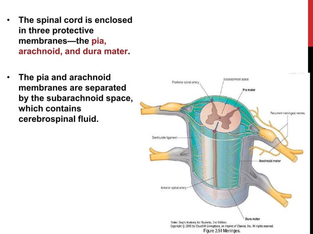 anatomy of spine