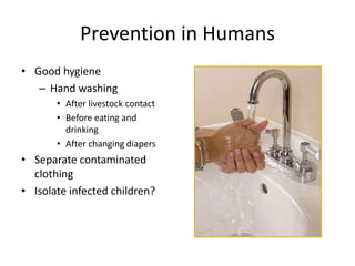 Prevention in Humans
• Good hygiene
– Hand washing
• After livestock contact
• Before eating and
drinking
• After changing diapers
• Separate contaminated
clothing
• Isolate infected children?
 