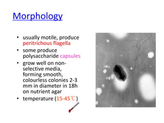 Morphology
• usually motile, produce
peritrichous flagella
• some produce
polysaccharide capsules
• grow well on non-
selective media,
forming smooth,
colourless colonies 2-3
mm in diameter in 18h
on nutrient agar
• temperature (15-45℃)
 