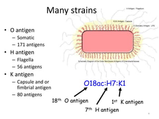 4
Many strains
• O antigen
– Somatic
– 171 antigens
• H antigen
– Flagella
– 56 antigens
• K antigen
– Capsule and or
fimbrial antigen
– 80 antigens
O18ac:H7:K1
18th O antigen 1st K antigen
7th H antigen
 