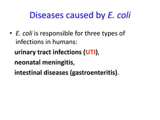 Diseases caused by E. coli
• E. coli is responsible for three types of
infections in humans:
urinary tract infections (UTI),
neonatal meningitis,
intestinal diseases (gastroenteritis).
 