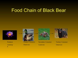 Food Chain of Black Bear Producer Autotroph Primary Consumer Omnivore Secondary Consumer Carnivore Tertiary Consumer Omnivore 