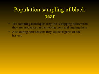 Population sampling of black bear The sampling techniques they use is trapping bears when they are nesciences and tattooing them and tagging them Also during bear seasons they collect figures on the harvest 