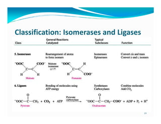 Classification: Isomerases and Ligases




                                         19
 