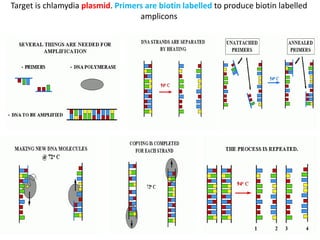 Target is chlamydia plasmid. Primers are biotin labelled to produce biotin labelled
amplicons
 