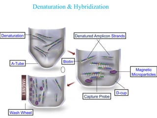 Denaturation & Hybridization
Denaturation Denatured Amplicon Strands
Biotin
Magnetic
Microparticles
Capture Probe
D-cup
A-Tube
Wash Wheel
 