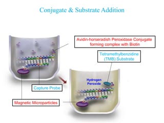 Conjugate & Substrate Addition
•
Avidin-horseradish Peroxidase Conjugate
forming complex with Biotin
Tetramethylbenzidine
(TMB) Substrate
Hydrogen
Peroxide
Magnetic Microparticles
Capture Probe
 