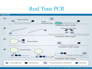 Real Time PCR
 