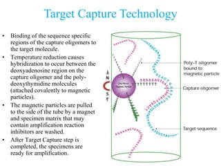 Target Capture Technology
• Binding of the sequence specific
regions of the capture oligomers to
the target molecule.
• Temperature reduction causes
hybridization to occur between the
deoxyadenosine region on the
capture oligomer and the poly-
deoxythymidine molecules
(attached covalently to magnetic
particles).
• The magnetic particles are pulled
to the side of the tube by a magnet
and specimen matrix that may
contain amplification reaction
inhibitors are washed.
• After Target Capture step is
completed, the specimens are
ready for amplification.
 