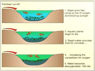 Eutrophication  ppt